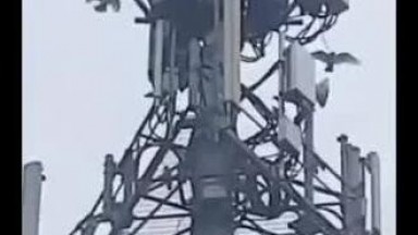 Birds Attack 5G Tower?